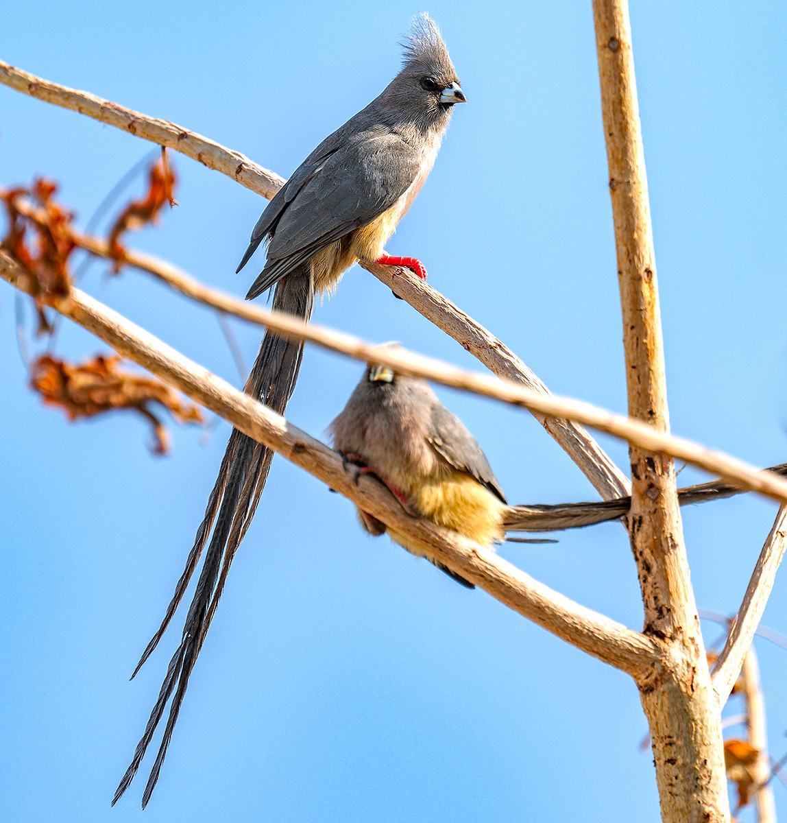 image White-backed Mousebird